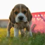 Addestramento dei cuccioli di beagle: come fare?
