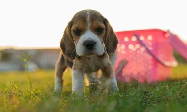 Addestrare un beagle da cucciolo: i trucchi che funzionano