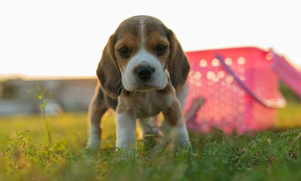 Addestrare un beagle da cucciolo: i trucchi che funzionano