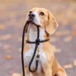 A spasso con il beagle in città
