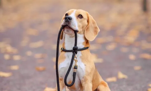 A spasso con il beagle: esplorare la città con il tuo migliore amico
