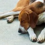 Manto del beagle: bicolore, tricolore o altro?