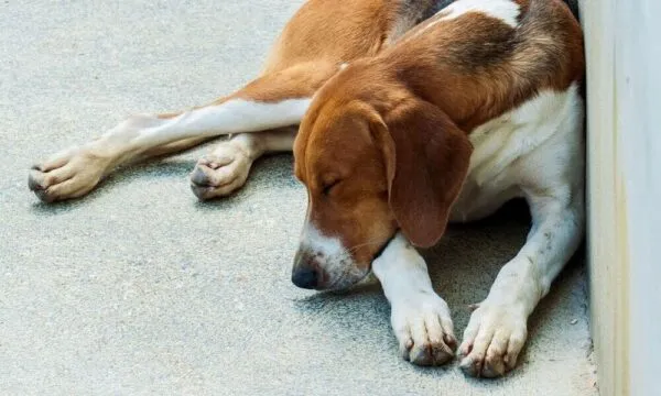 Mantello del beagle: tricolore o bicolore, cosa cambia?