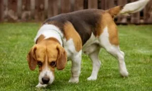 Beagle