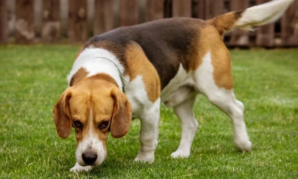Istinto o capriccio? Perché il tuo beagle scava buche ovunque
