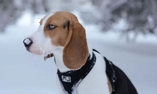 Beagle e artrosi: perché l’inverno peggiora il problema