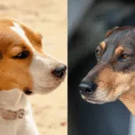 Beagle o bassotto? La sfida