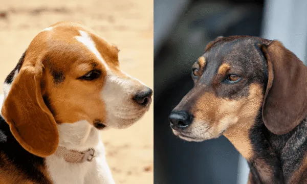 Beagle o bassotto? La sfida