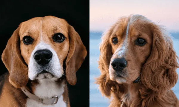 Beagle o cocker spaniel? La sfida
