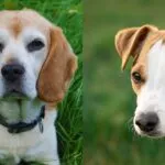 Beagle o jack russell? La sfida