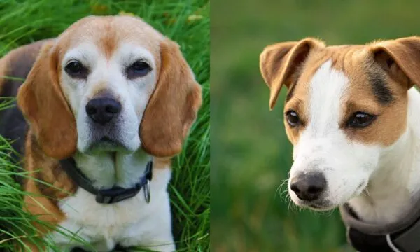 Beagle o jack russell? La sfida