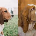 Beagle o basset hound? La sfida