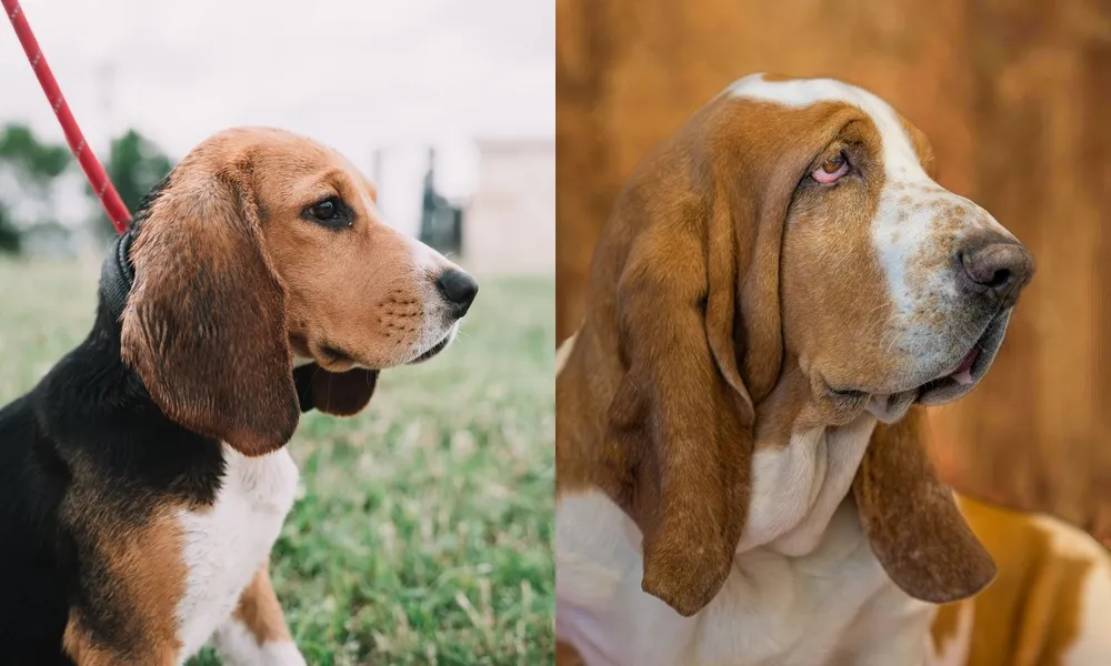 Beagle o basset hound? La sfida
