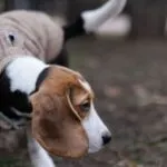 Beagle e tartufi