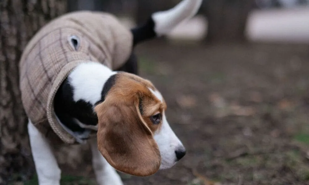 Beagle e tartufi: può sostituire il lagotto?