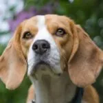 La memoria del beagle