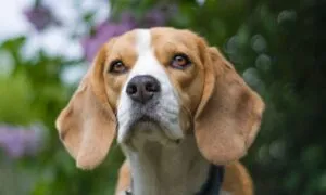 La memoria del beagle