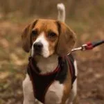 Il beagle sportivo: ecco le discipline adatte al suo naso