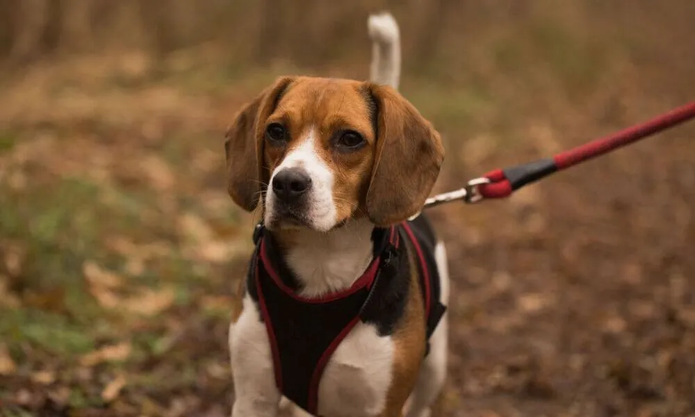 Il beagle sportivo: le discipline giuste per il suo naso