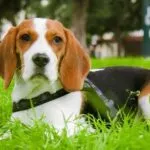 Beagle e muta del pelo