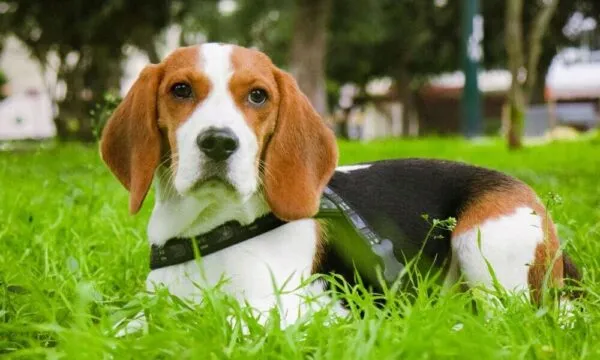 Beagle e muta del pelo: come gestirla?