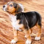 Il traffico illegale di cuccioli di beagle: i segnali