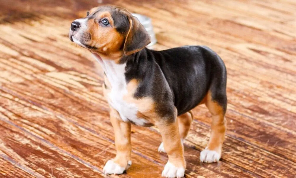 Il traffico illegale di cuccioli di beagle: i segnali