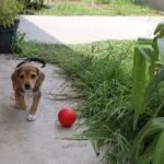 Beagle cucciolo: come approcciarlo le prime 48 ore