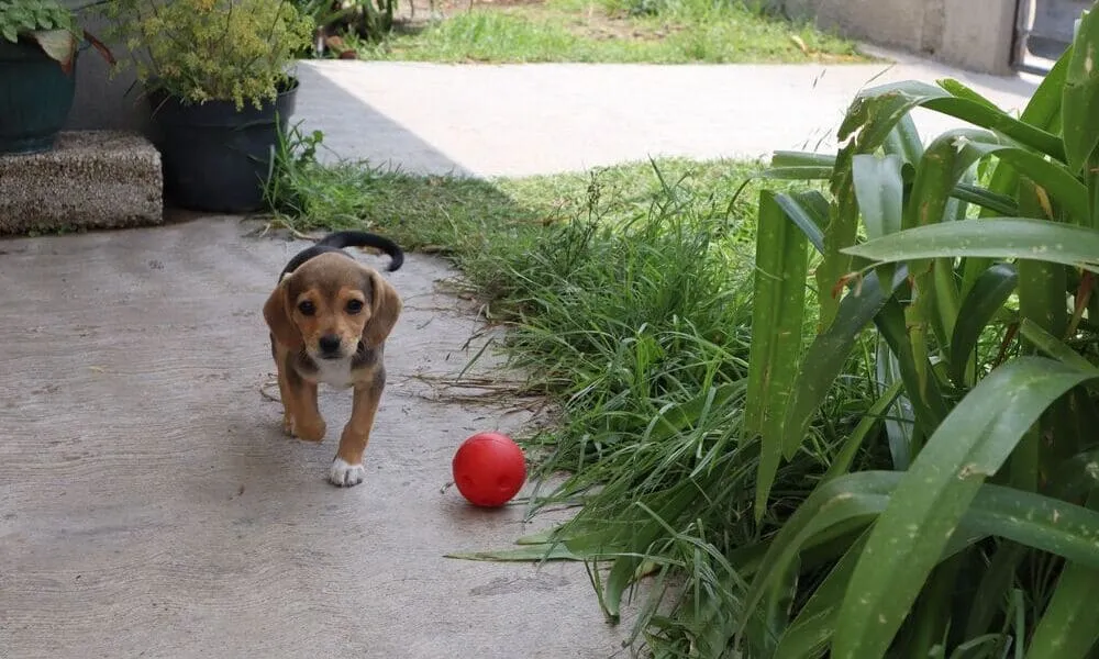 Beagle cucciolo: come approcciarlo le prime 48 ore