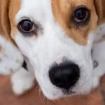 Beagle al ristorante