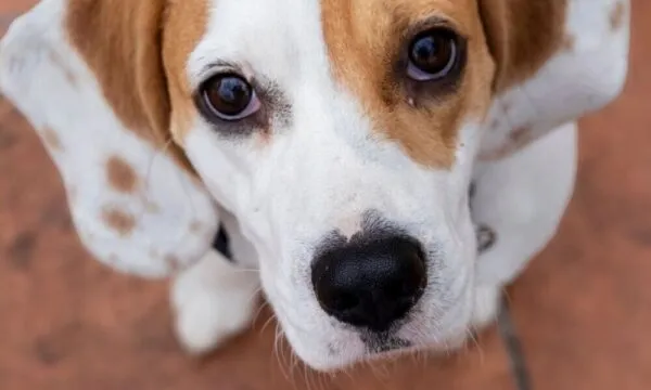 Beagle al ristorante: come gestirlo?