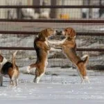 Beagle maschio o femmina?