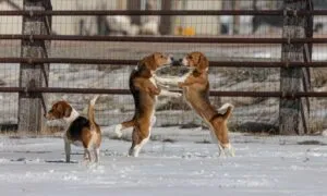 Beagle maschio o femmina?