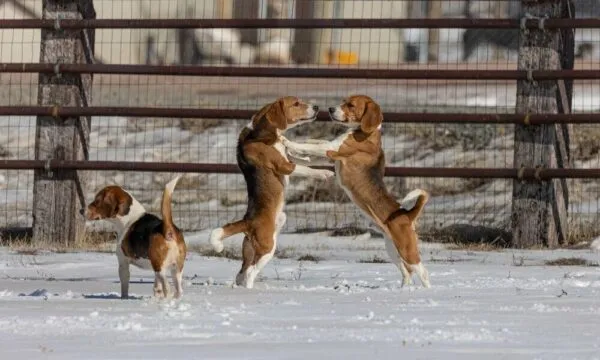 Maschio o femmina? Le vere differenze caratteriali nel beagle